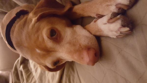 /Images/uploads/Humane Society of Lackawanna County/LoveYourPet/entries/9603thumb.jpg